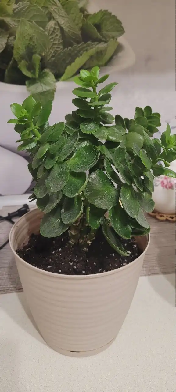 Горшок керамический 4,7 л - Растения и цветы (Для дома и дачи) в Сургут