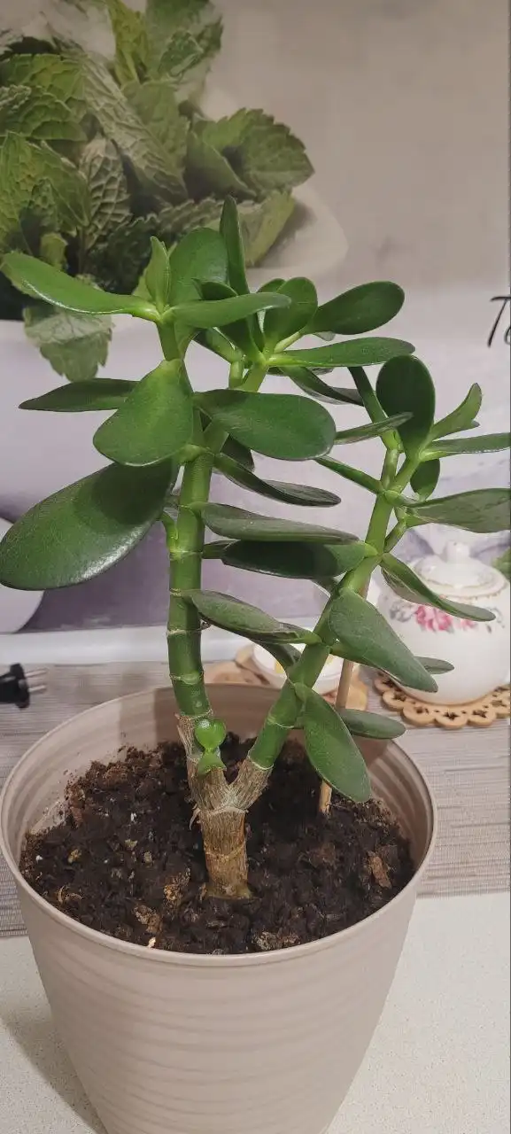 Горшок керамический 4,7 л - Растения и цветы (Для дома и дачи) в Сургут