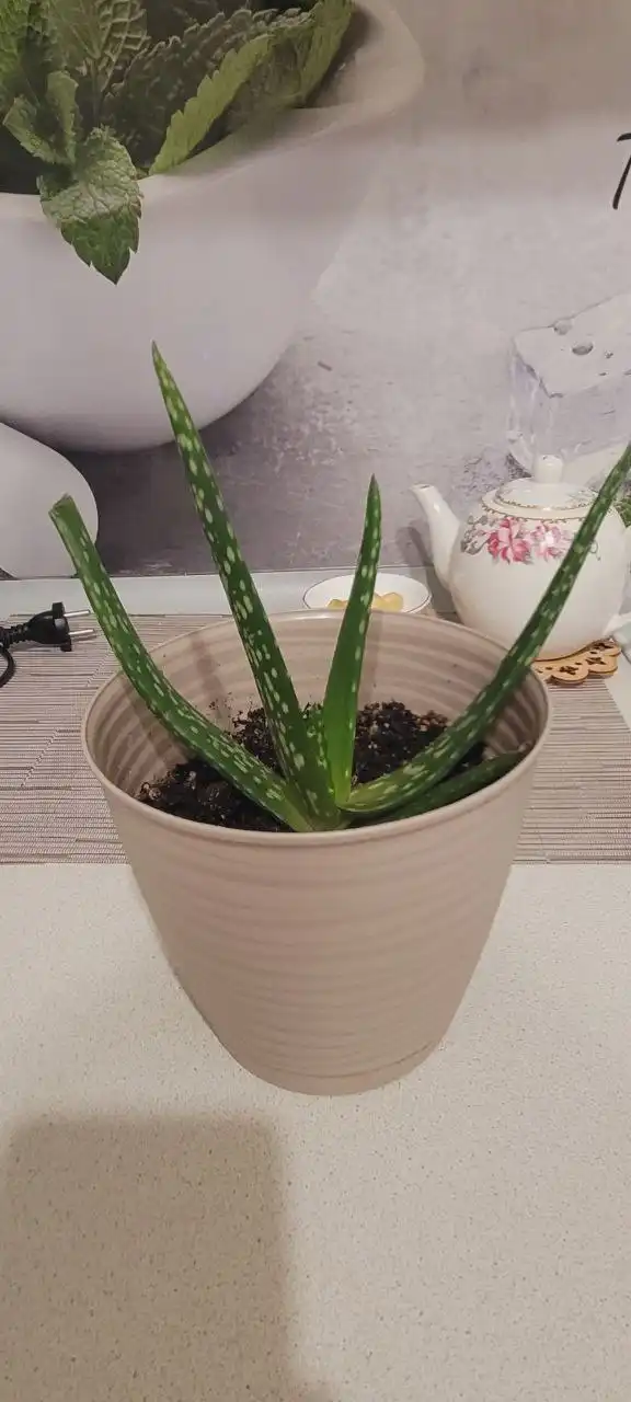 Горшок керамический 4,7 л - Растения и цветы (Для дома и дачи) в Сургут