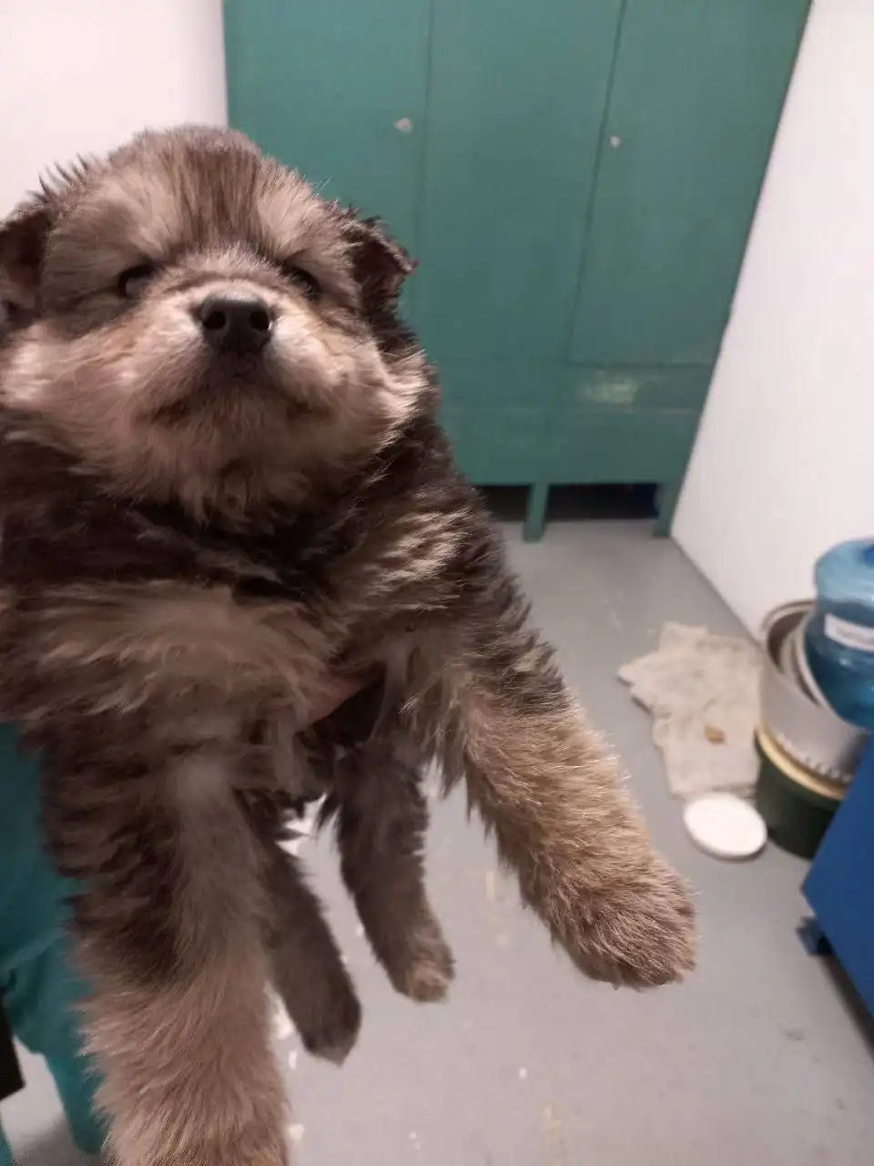 Срочно нужна помощь щенку на предприятии - Животные в Сургут