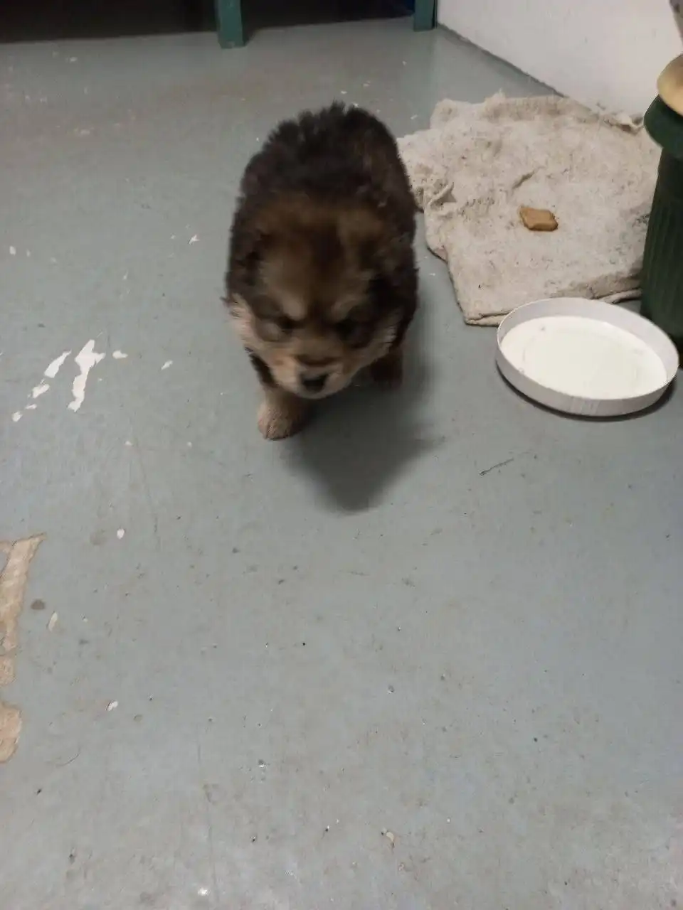 Срочно нужна помощь щенку на предприятии - Животные в Сургут