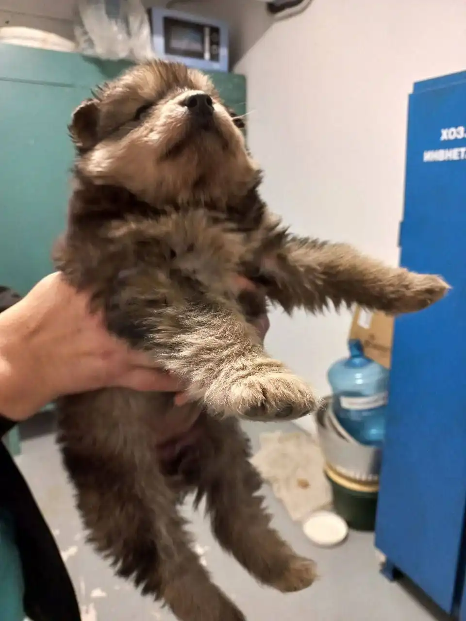 Срочно нужна помощь щенку на предприятии - Животные в Сургут