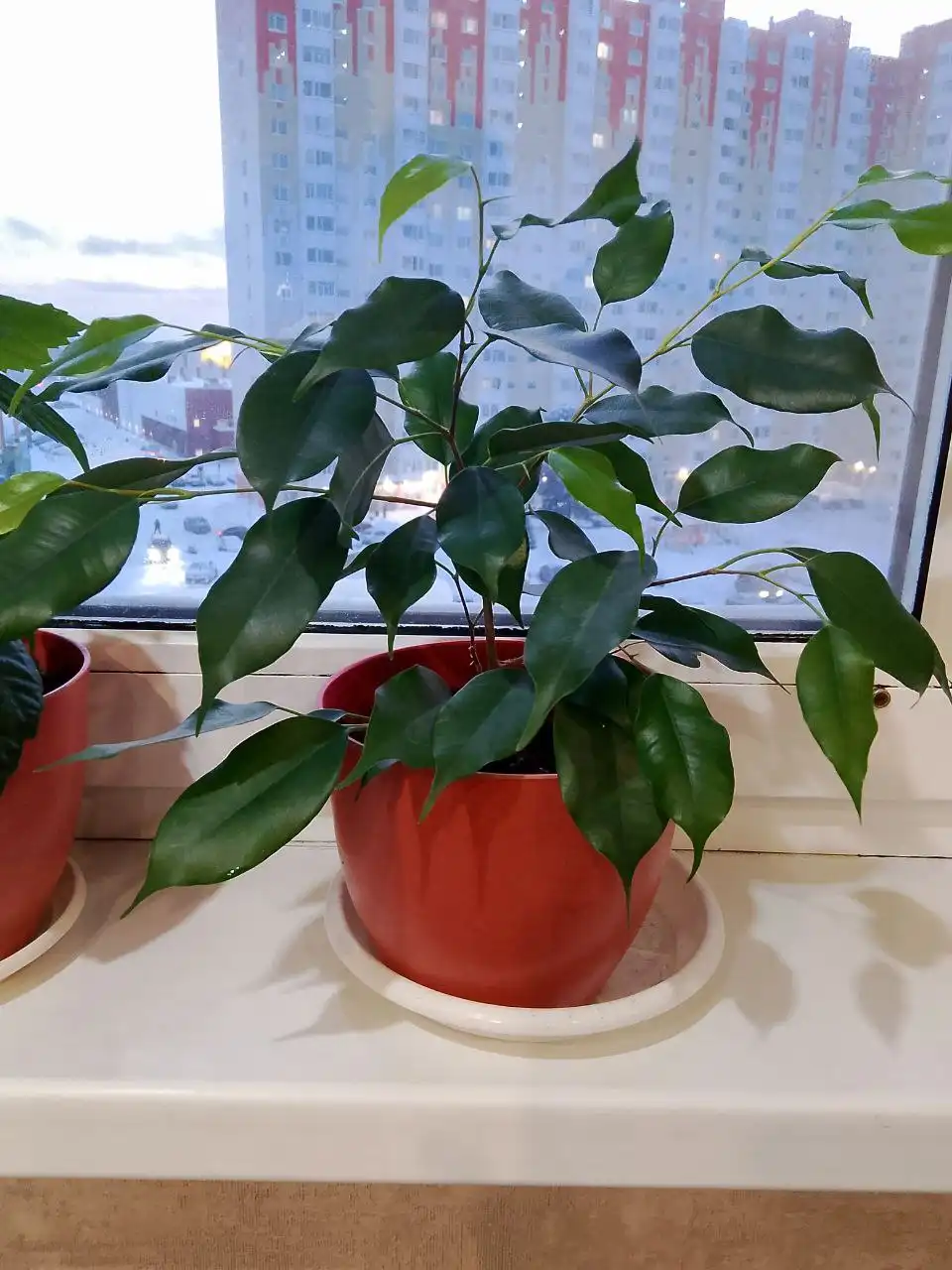 Продам фикус Бенджамин с горшком - Растения (Для дома и дачи) в Сургут