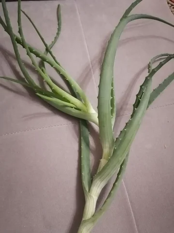 Продажа лекарственного алоэ - Ручная работа в Сургут