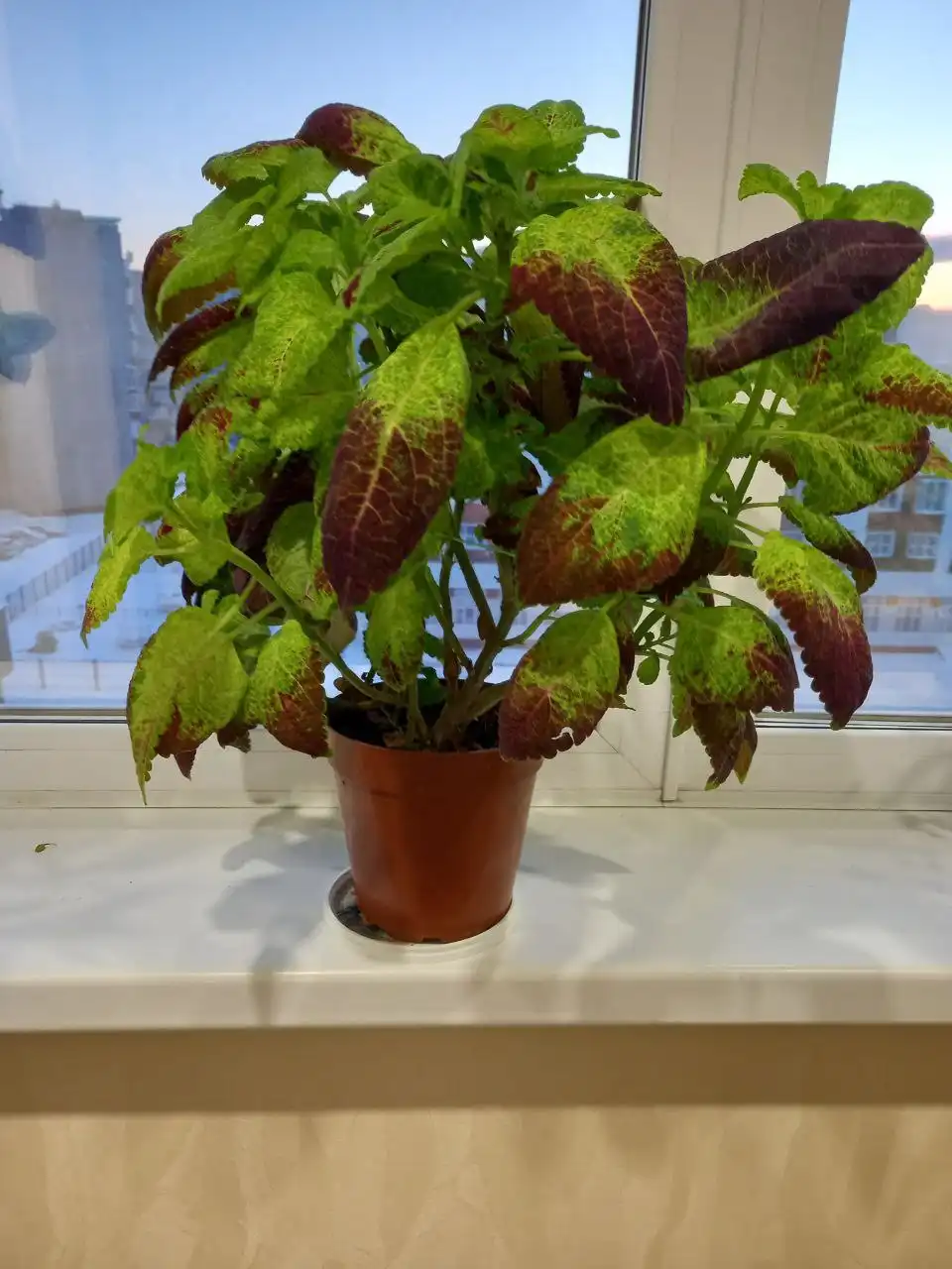 Продажа колеуса в Сургуте - Растения (Хобби и отдых) в Сургут