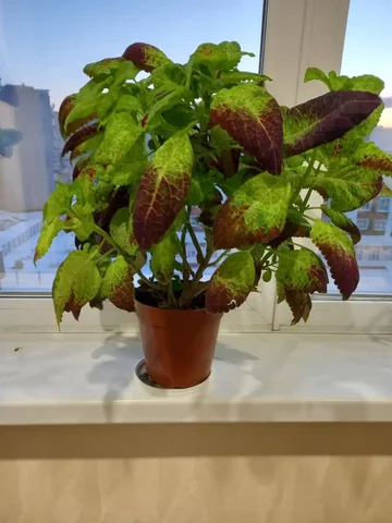 Продажа колеуса в Сургуте - Ручная работа в Сургут