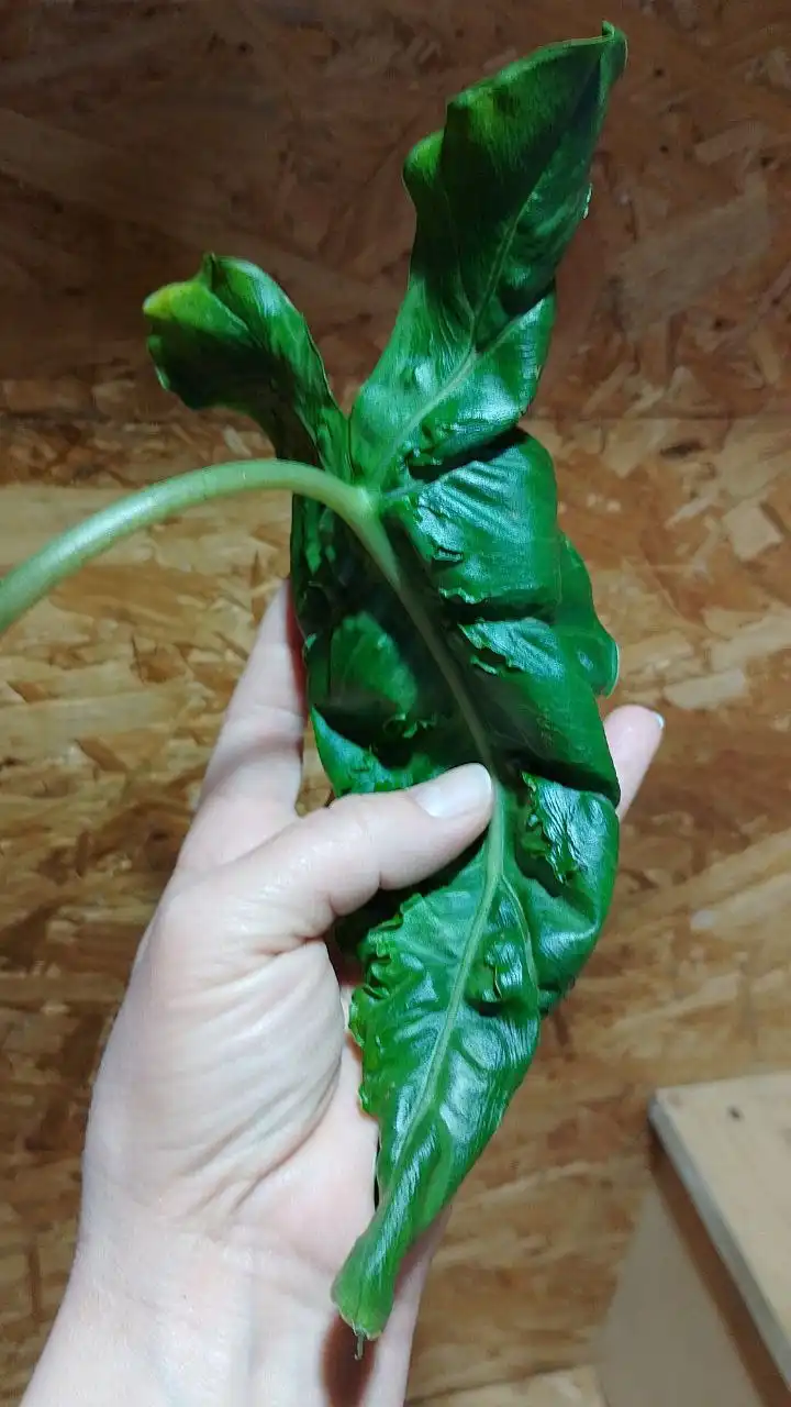 Продажа клубней алоказии дракон тейл - Растения (Хобби и отдых) в Сургут