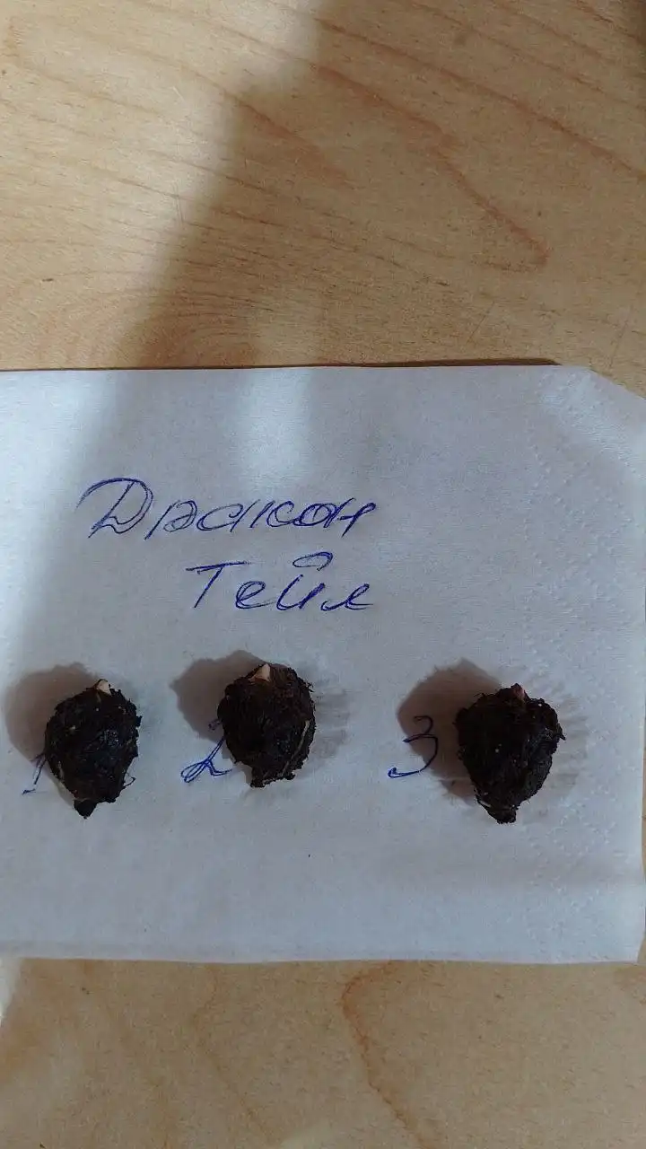 Продажа клубней алоказии дракон тейл - Растения (Хобби и отдых) в Сургут