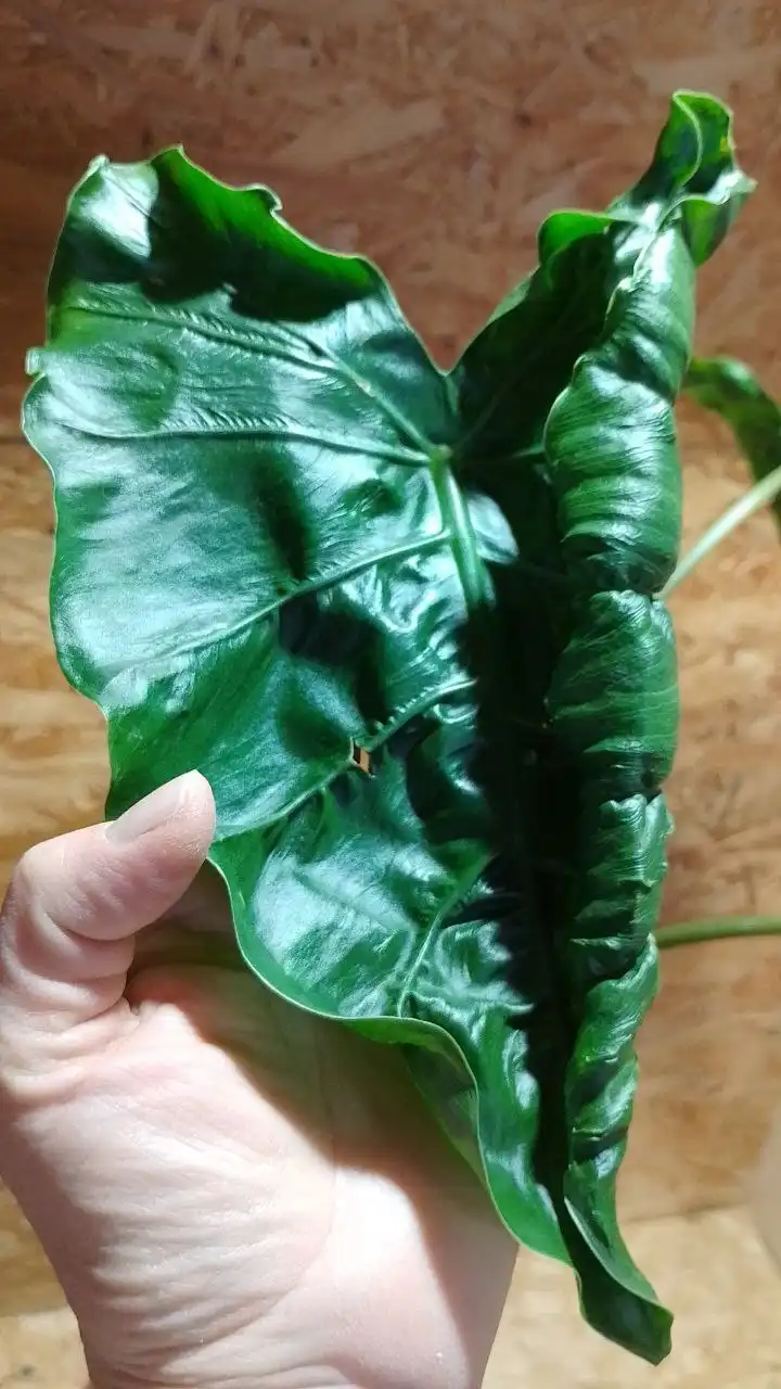Продажа клубней алоказии дракон тейл - Растения (Хобби и отдых) в Сургут