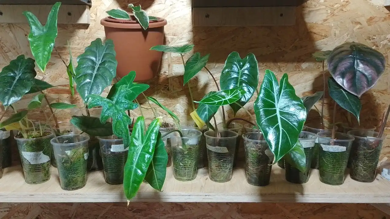 Продажа алоказий разных сортов - Растения (Хобби и отдых) в Сургут