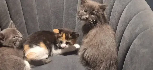 Отдам котят в добрые руки - Животные в Сургут