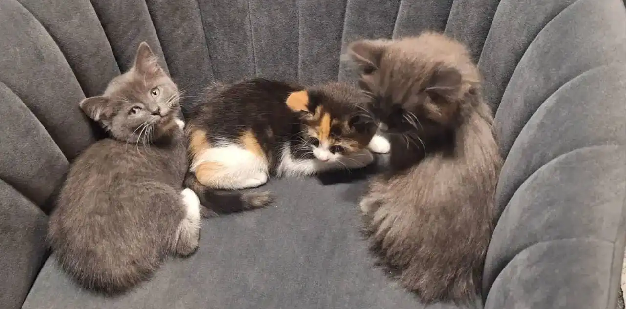 Отдам котят в добрые руки - Кошки (Животные) в Сургут