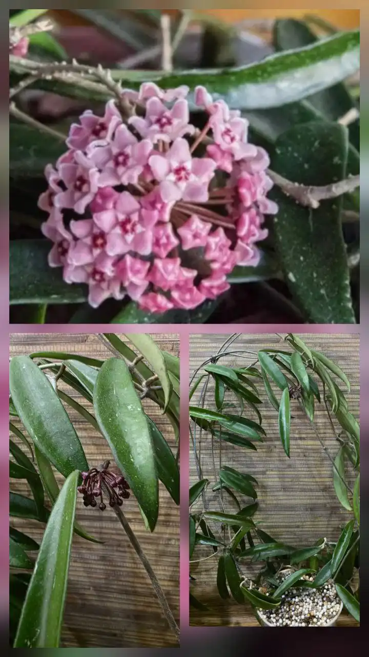 Хойя Минибель взрослая с цветоносами - Растения (Хобби и отдых) в Сургут