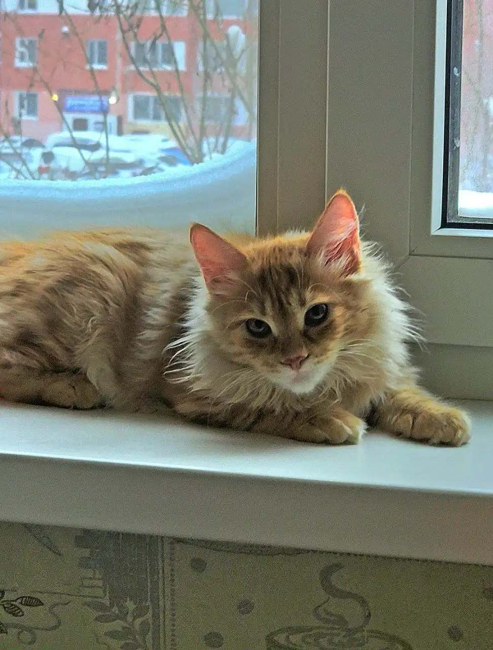 Котёнок курильского бобтейла кремового окраса - Кошки (Животные) в Новый Уренгой