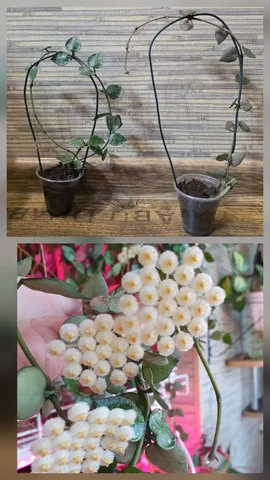 Укоренённые черенки хойи лакуноза эскимо - Настольные игры в Сургут