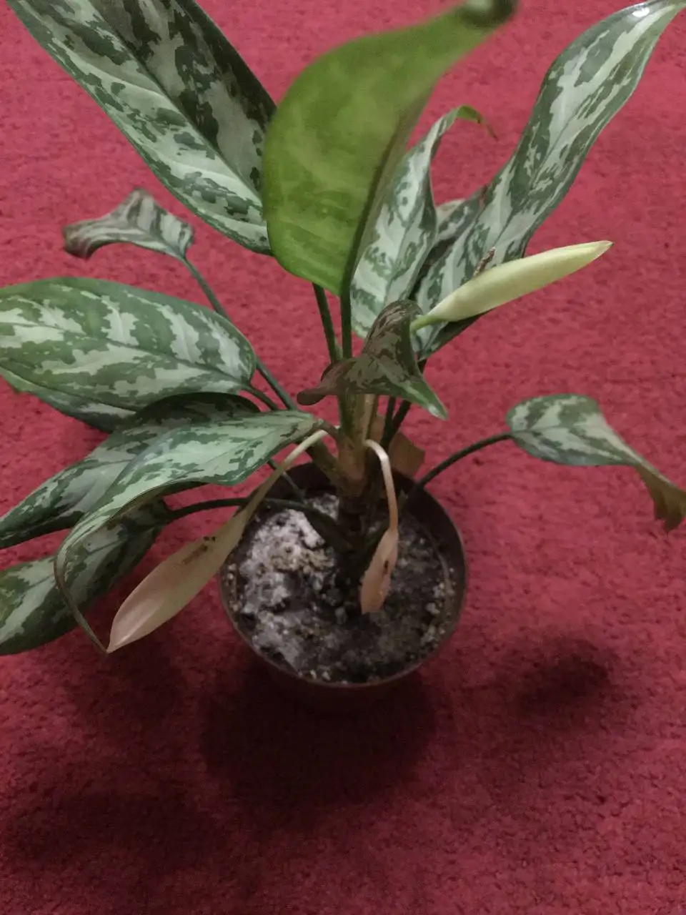 Аглаонема - Комнатные растения (Хобби и отдых) в Сургут