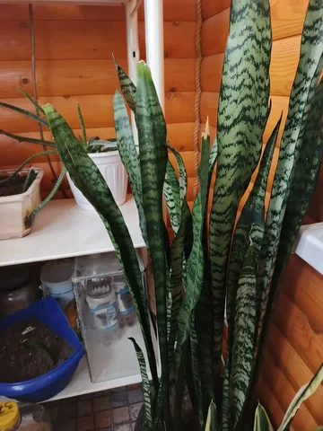 Сансевиерия Зейланика высокорослая деленка - Аквариумистика в Сургут