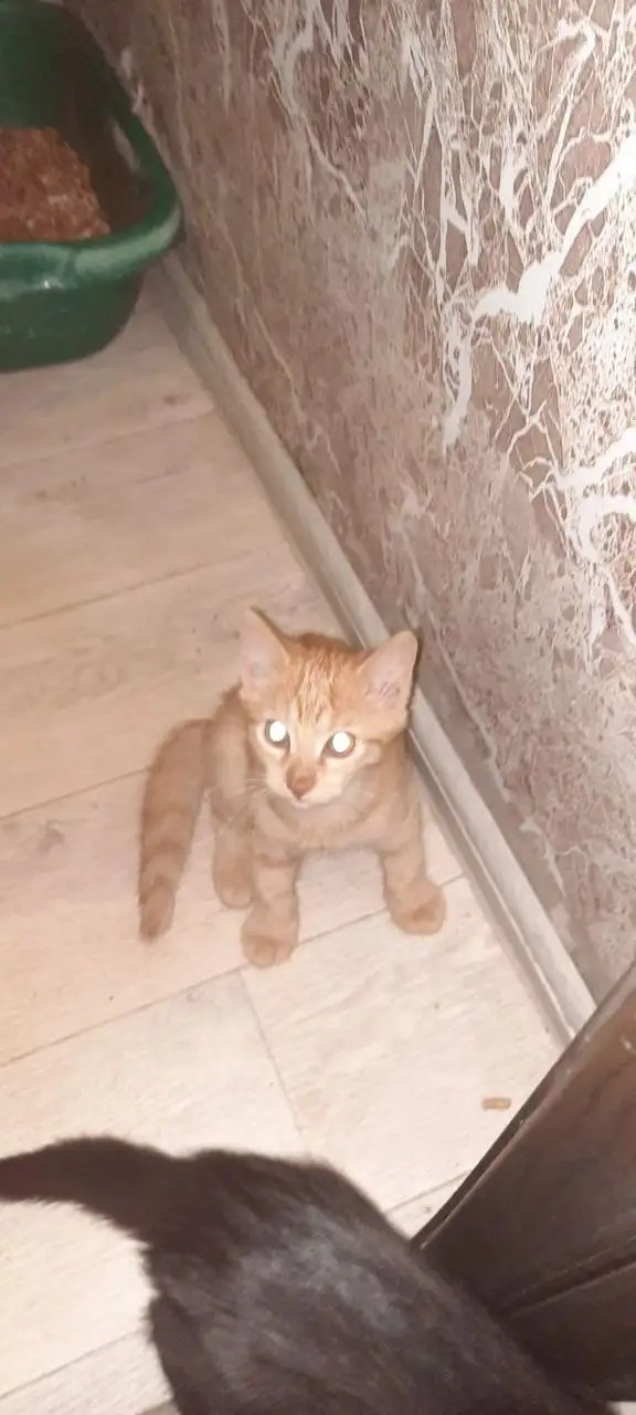 Отдают котят, возраст 5 месяцев - Кошки (Животные) в Сургут