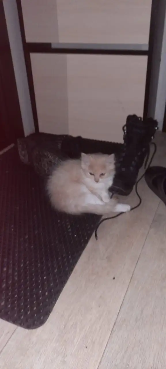 Отдают котят, возраст 5 месяцев - Кошки (Животные) в Сургут