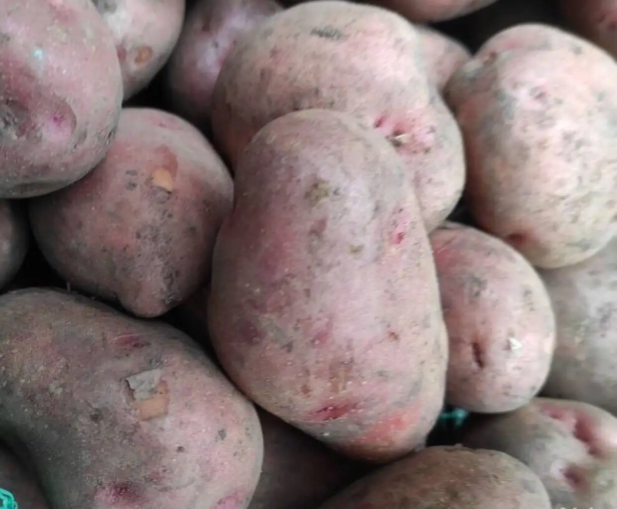 Продажа свежего картофеля из ямы - Продукты питания (Барахолка) в Сургут