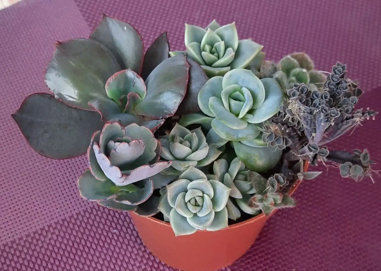 Минисадик из суккулентов - Комнатные растения (Хобби и отдых) в Сургут