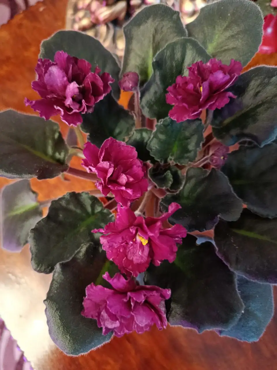 Цветущие фиалки - Растения (Хобби и отдых) в Сургут