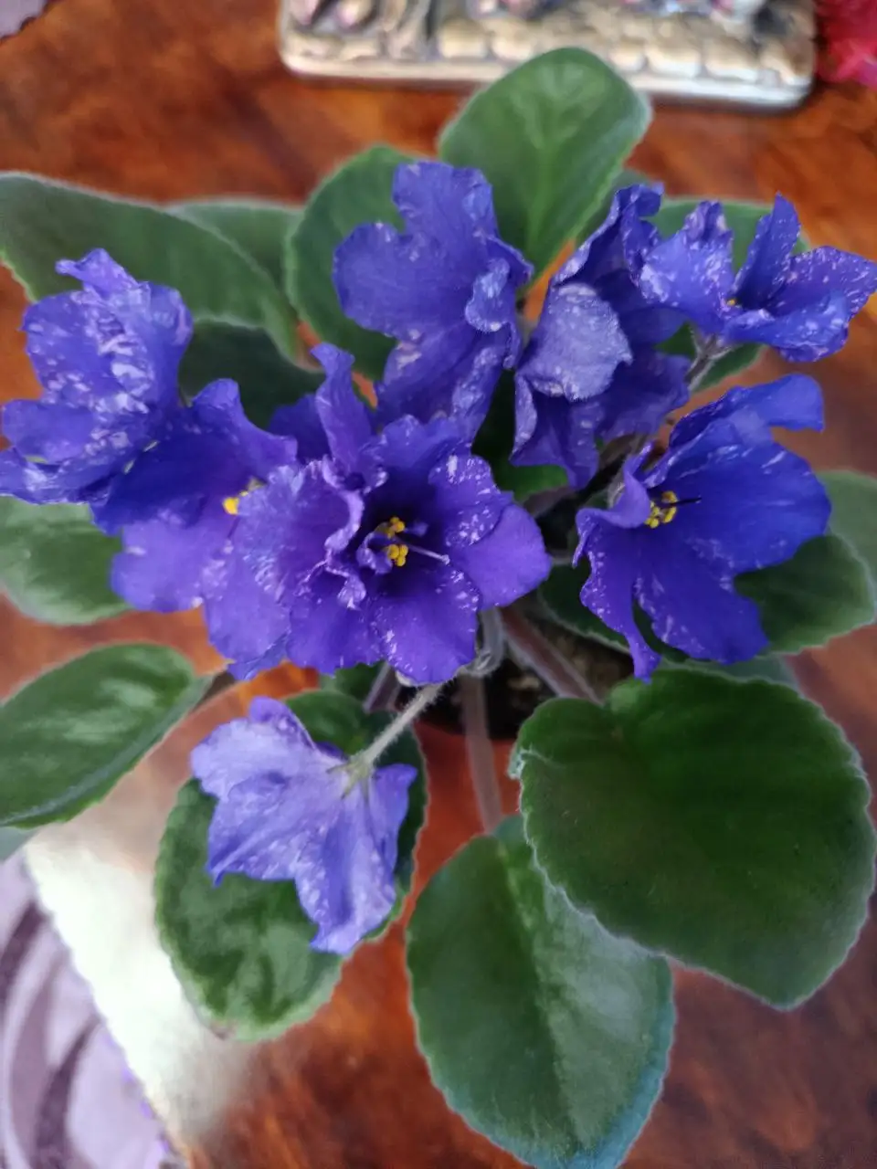 Цветущие фиалки - Растения (Хобби и отдых) в Сургут
