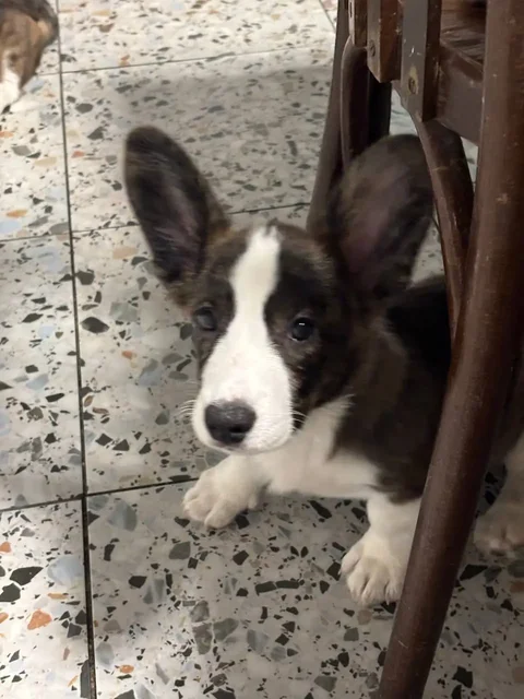 Щенки корги 4 месяца ищут хозяев - частное объявление в Омск