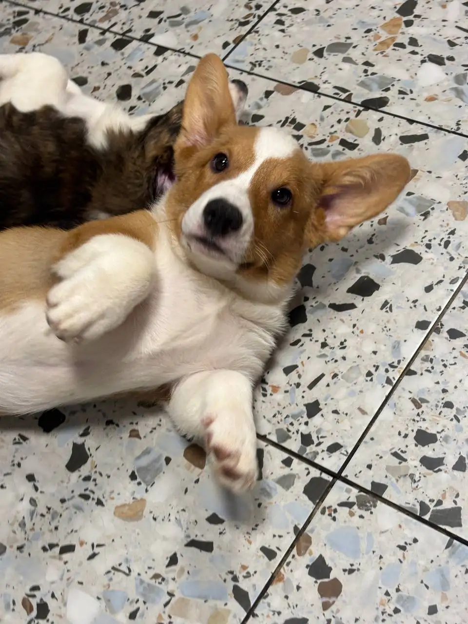 Щенки корги 4 месяца ищут хозяев - Собаки (Животные) в Омск