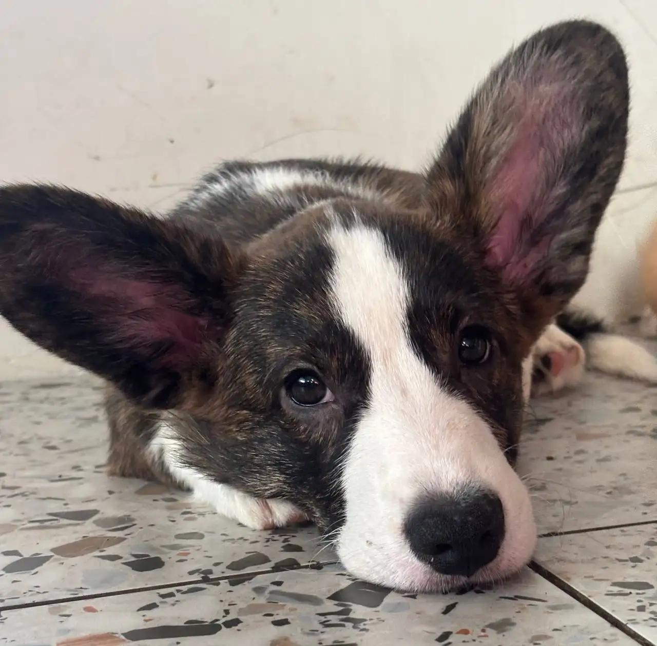 Щенки корги 4 месяца ищут хозяев - Собаки (Животные) в Омск