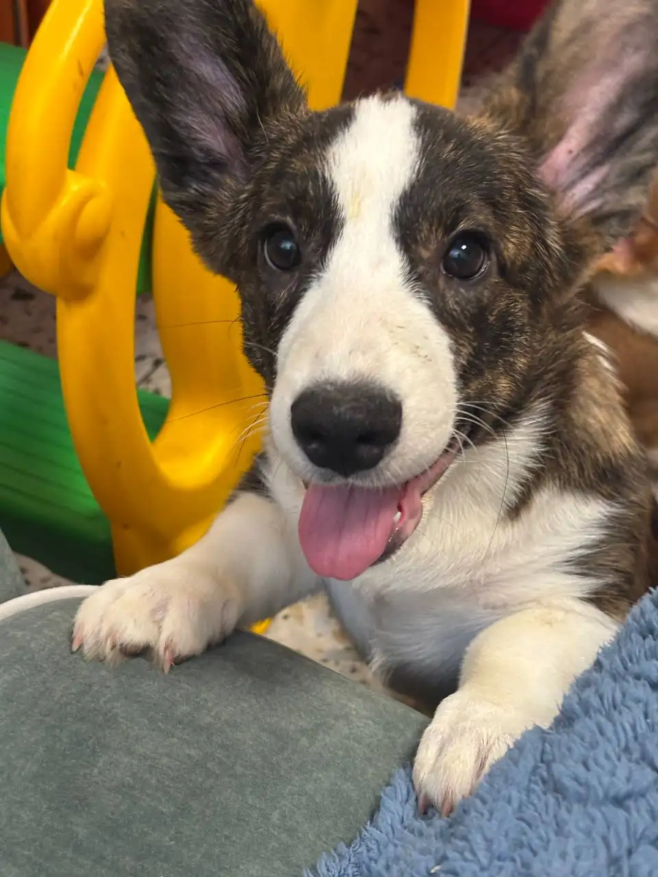 Щенки корги 4 месяца ищут хозяев - Собаки (Животные) в Омск