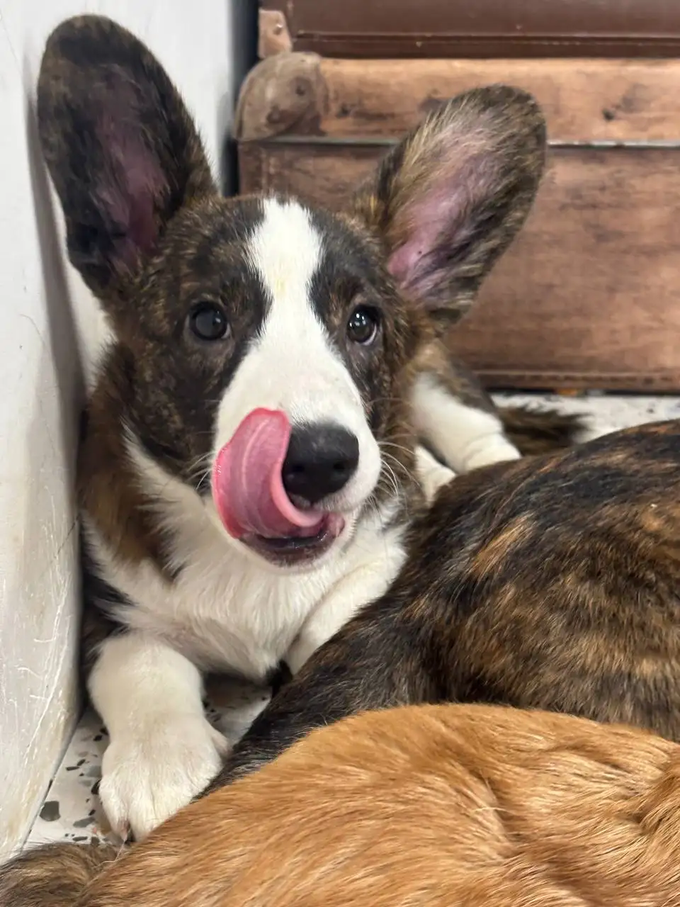 Щенки корги 4 месяца ищут хозяев - Собаки (Животные) в Омск