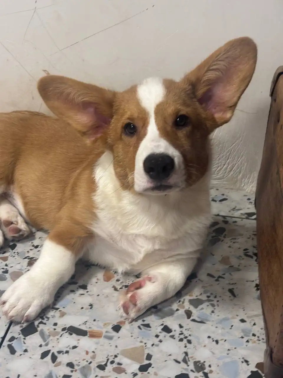 Щенки корги 4 месяца ищут хозяев - Собаки (Животные) в Омск