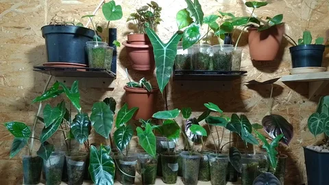 Алоказии в Сургуте - Хобби и отдых в Сургут