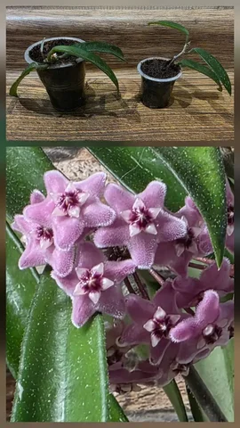 Укоренённые черенки хойи минибель - Садоводство в Сургут