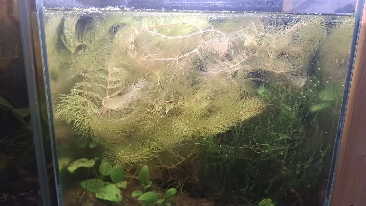 Продажа роголистника - Аквариумистика (Хобби и отдых) в Сургут