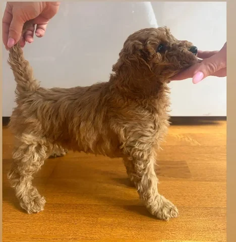 Щенок пуделя малого/среднего размера - Собаки в Москва