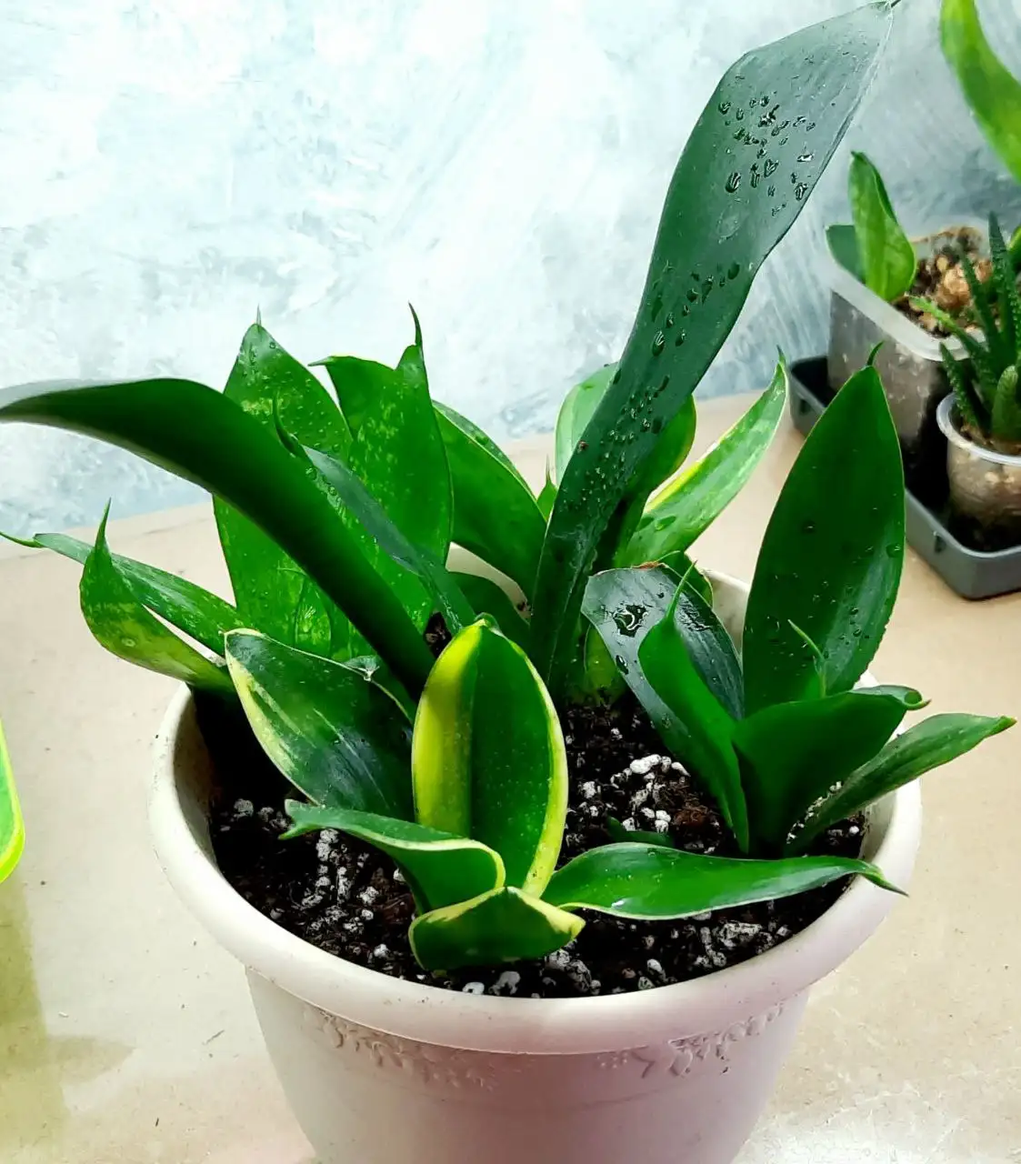 Сансевьерии 5 сортов в горшочке 1,5л - Комнатные растения (Хобби и отдых) в Сургут