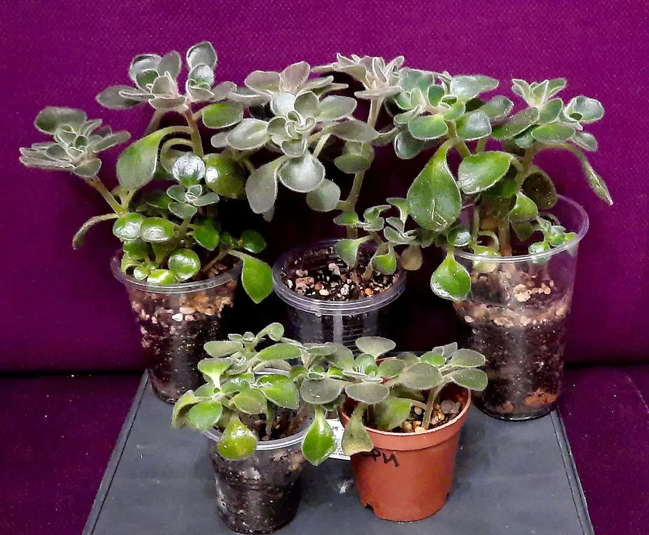 Аихризон (Дерево любви) в Сургуте - Растения (Хобби и отдых) в Сургут