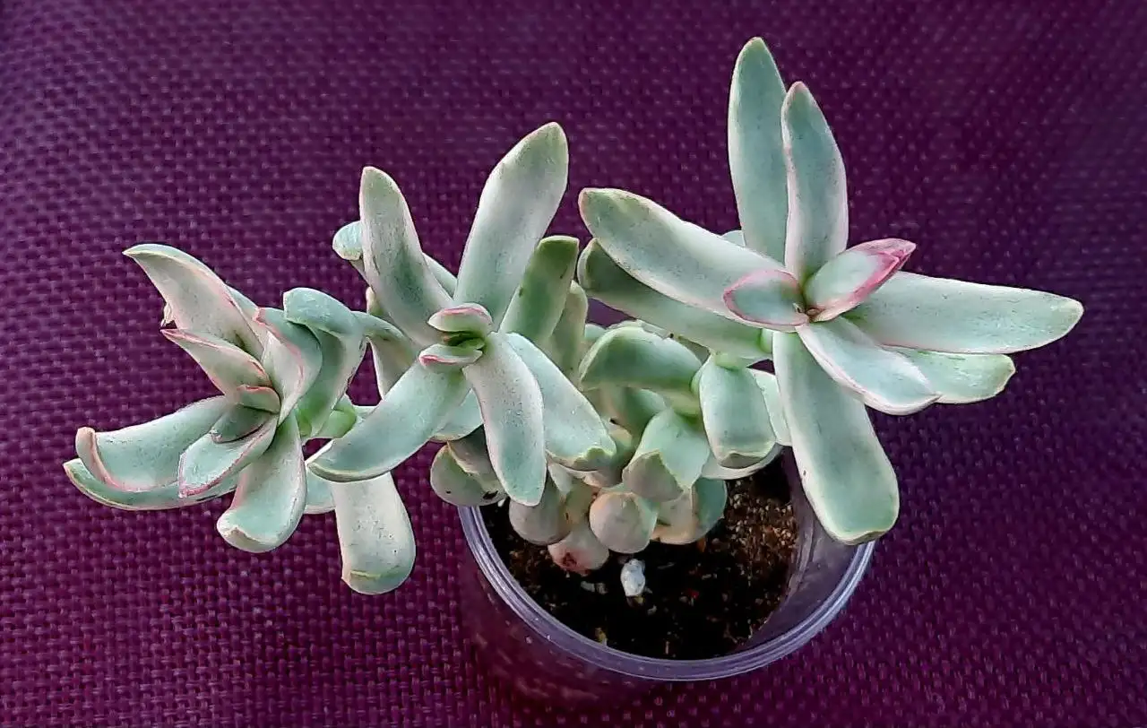 Crassula RUBRICAULIS 'CANDY CANE' растение - Растения (Хобби и отдых) в Сургут