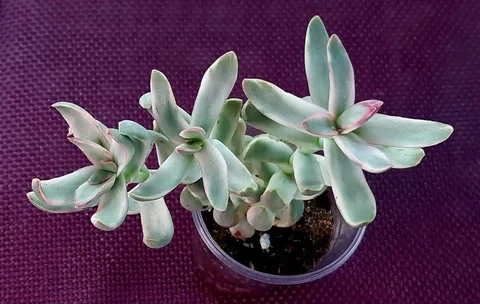 Crassula RUBRICAULIS 'CANDY CANE' растение - Хобби и отдых в Сургут