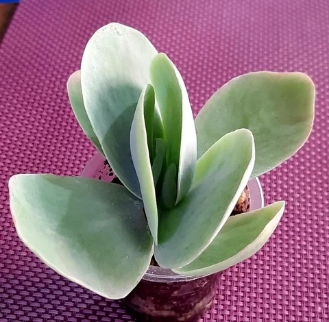 Продажа Каланхоэ Тирсифлора - Хобби и отдых в Сургут