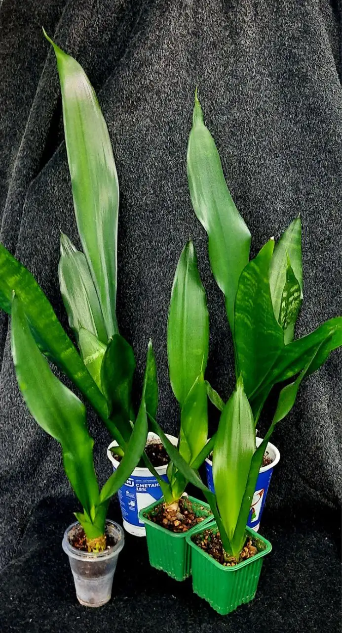 Сансевьерия Футура Блэк - Растения (Хобби и отдых) в Сургут