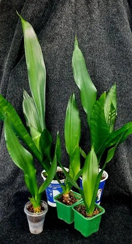 Сансевьерия Футура Блэк - Хобби и отдых в Сургут