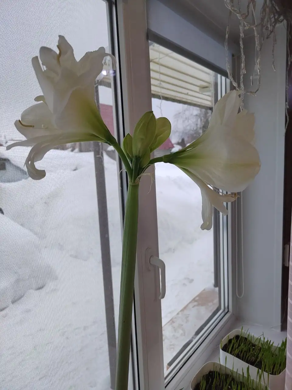 Продажа луковицы гиппеаструма - Растения (Хобби и отдых) в Сургут