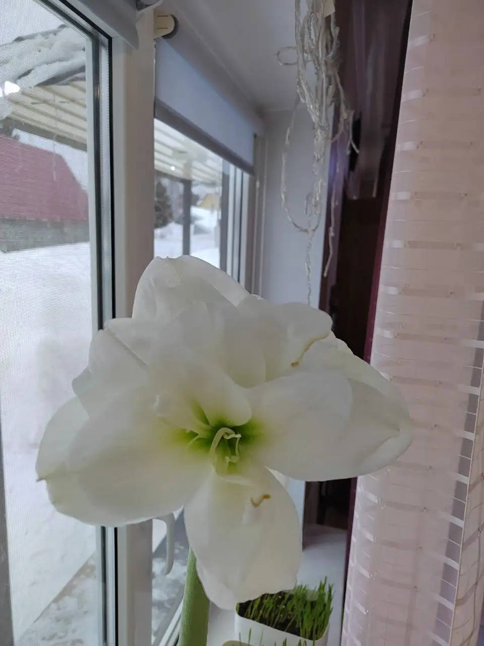 Продажа луковицы гиппеаструма - Растения (Хобби и отдых) в Сургут