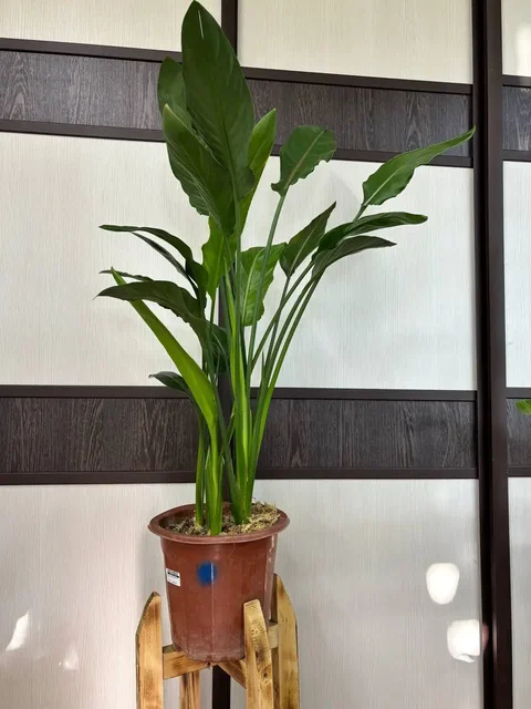 Продам комнатные растения Стрелиция Регина - частное объявление в Нефтеюганск