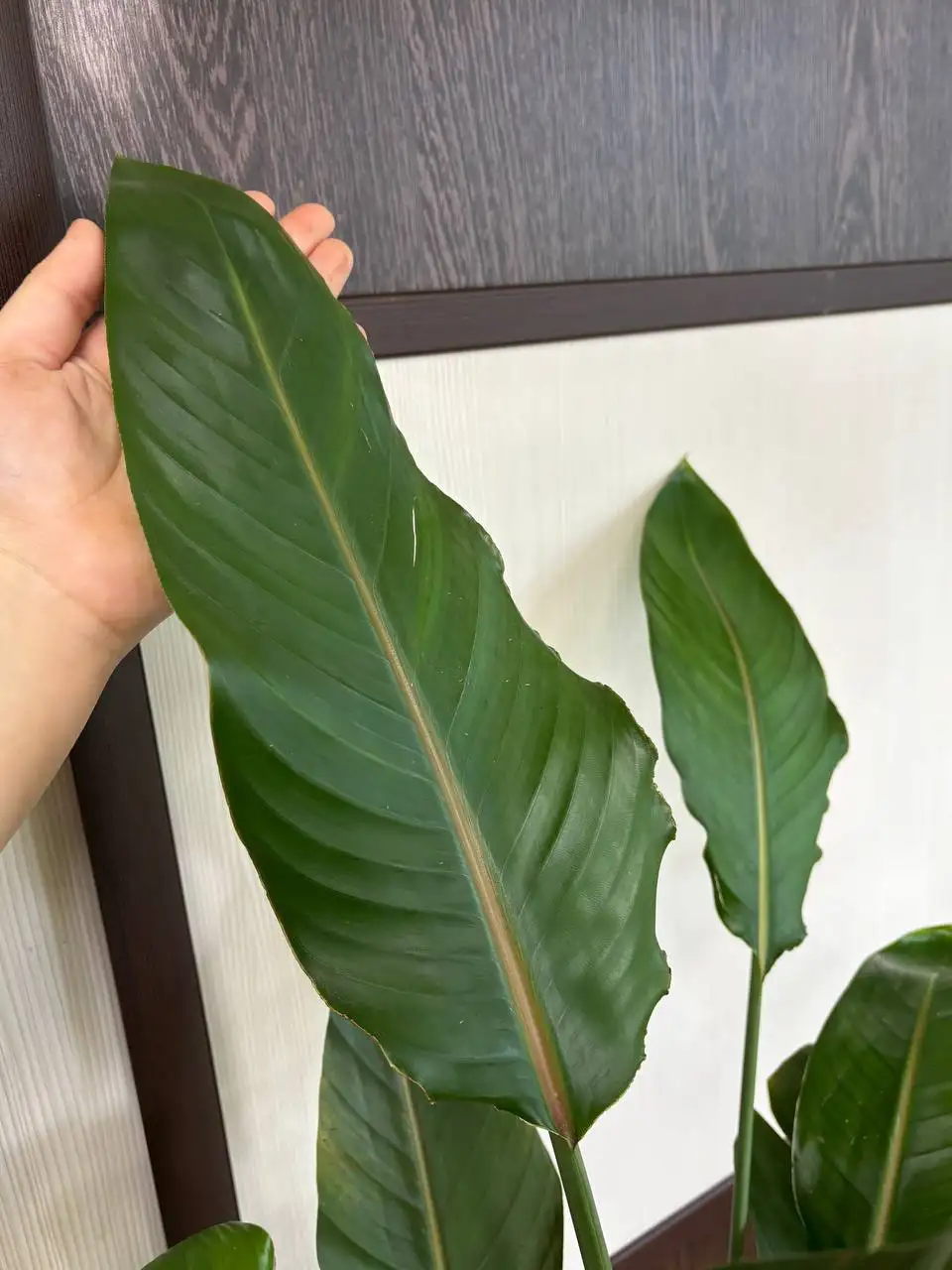 Продам комнатные растения Стрелиция Регина - Комнатные растения (Хобби и отдых) в Нефтеюганск