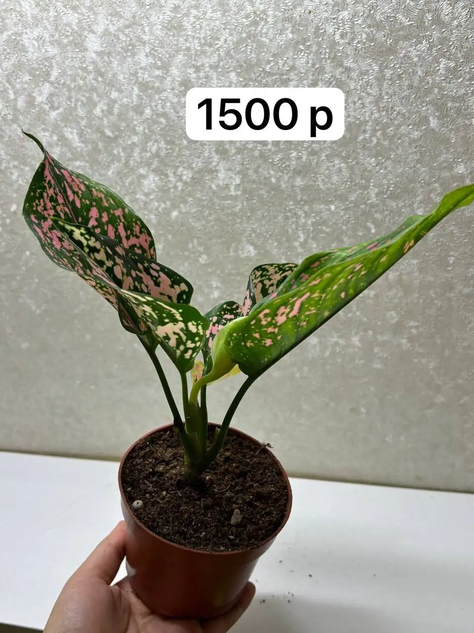 Продам комнатные растения Стрелиция Регина - Комнатные растения (Хобби и отдых) в Нефтеюганск