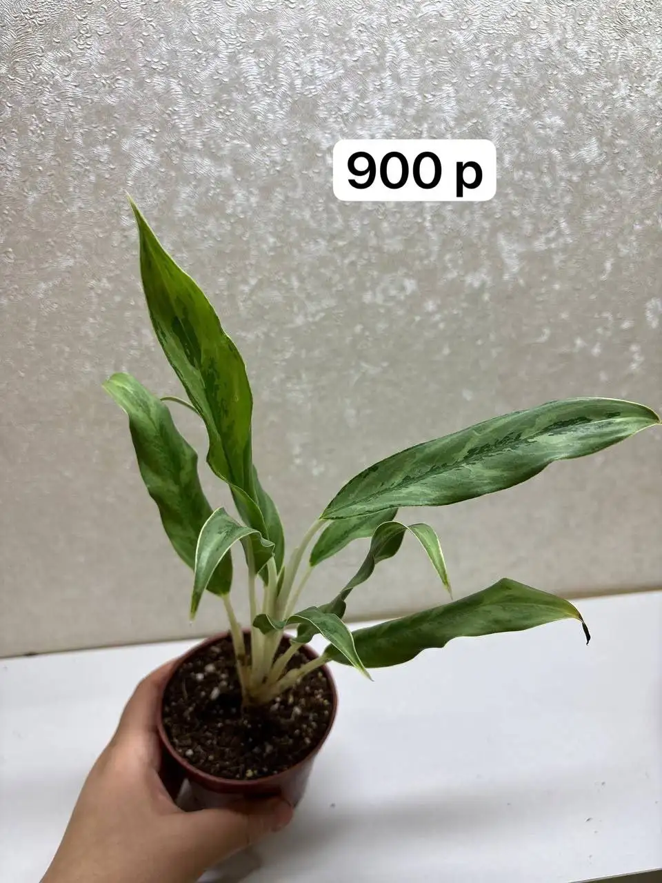 Продам комнатные растения Стрелиция Регина - Комнатные растения (Хобби и отдых) в Нефтеюганск